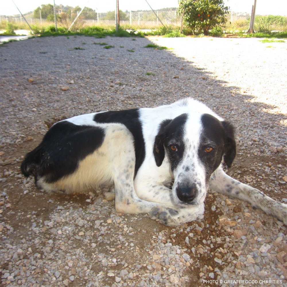 Disaster Relief Dogs in Greece